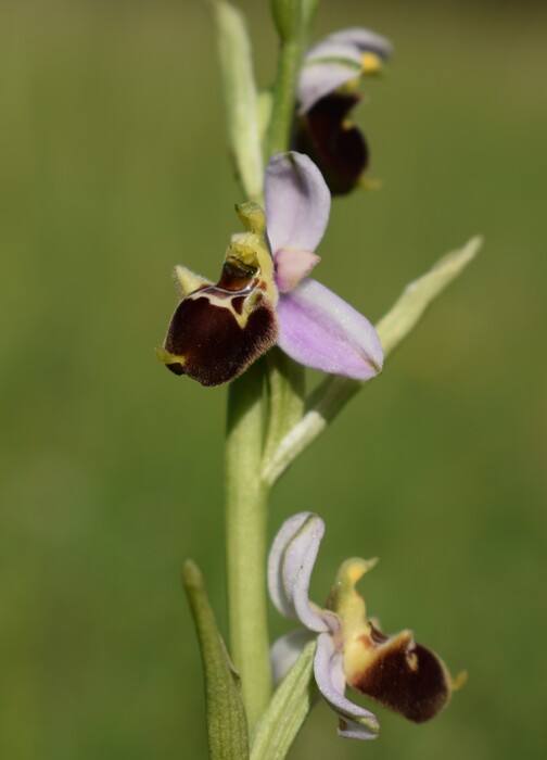 Ophrys tetraloniae?