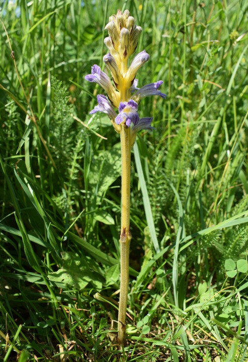 Orobanchaceae: Phelipanche purpurea da confermare