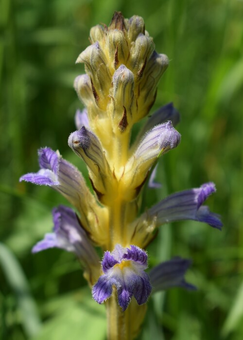 Orobanchaceae: Phelipanche purpurea da confermare