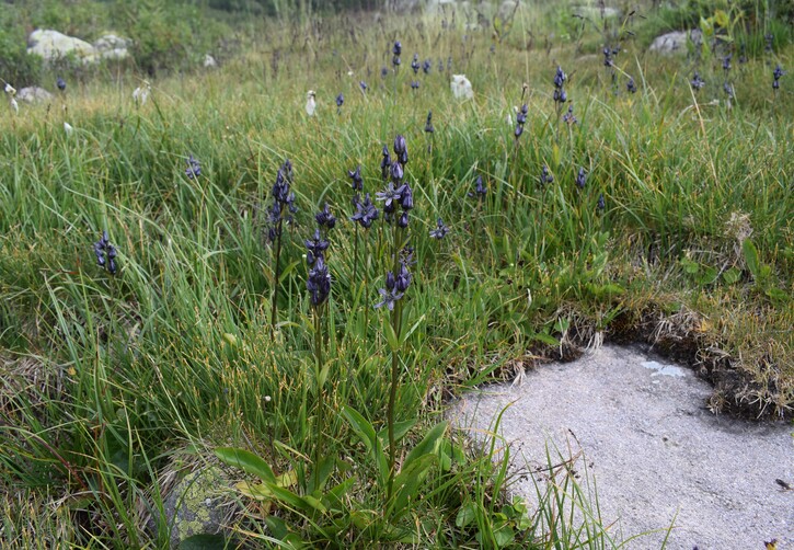 Swertia perennis in Lombardia