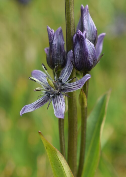 Swertia perennis in Lombardia