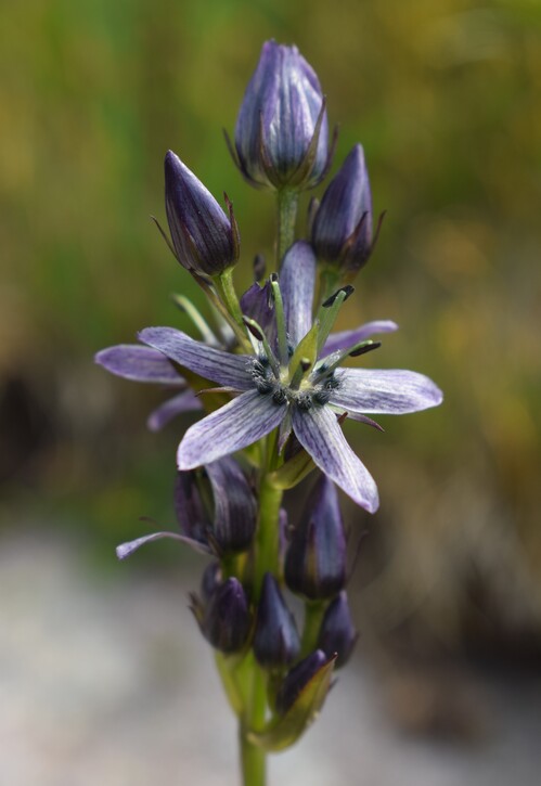 Swertia perennis in Lombardia