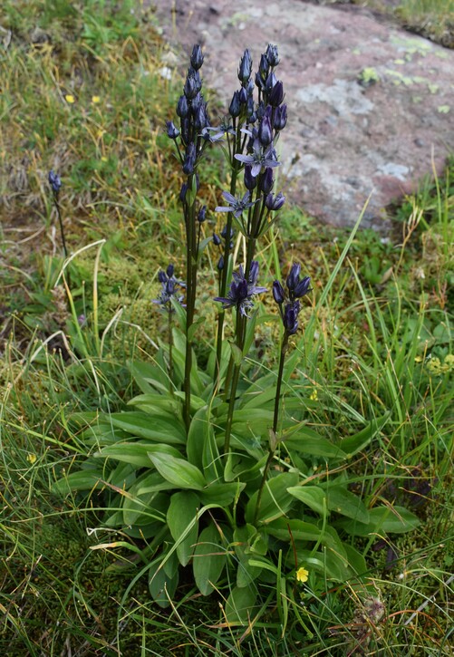 Swertia perennis in Lombardia