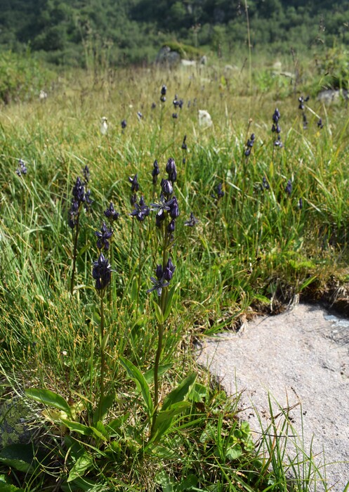 Swertia perennis in Lombardia