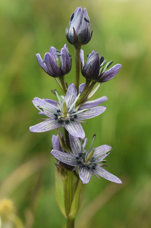 Swertia perennis in Lombardia