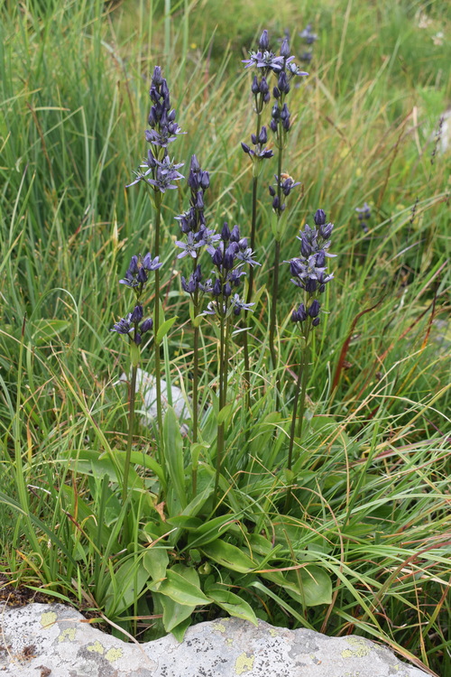 Swertia perennis in Lombardia