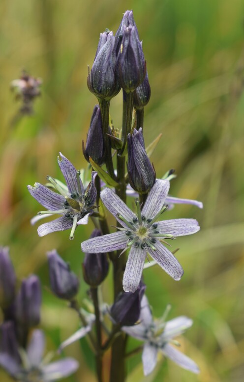 Swertia perennis in Lombardia