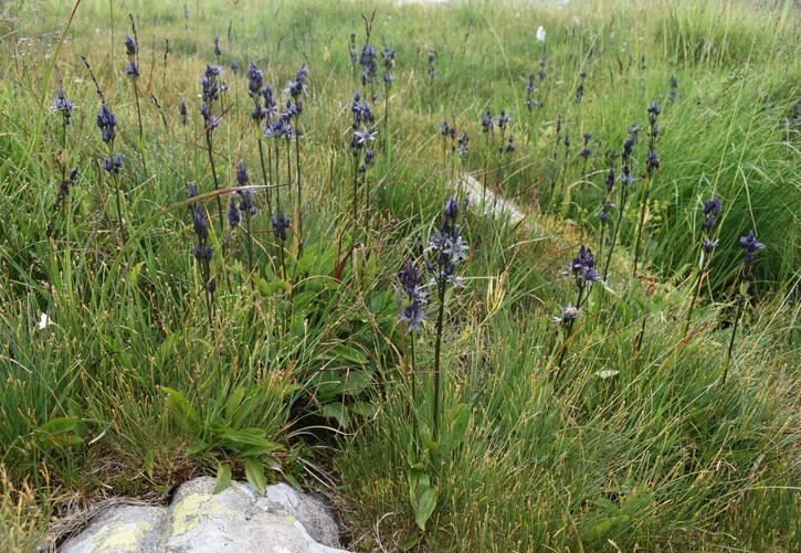 Swertia perennis in Lombardia