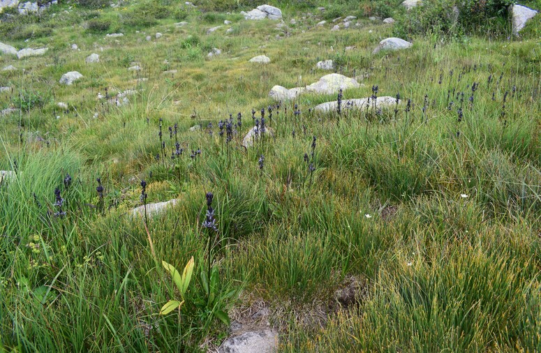 Swertia perennis in Lombardia