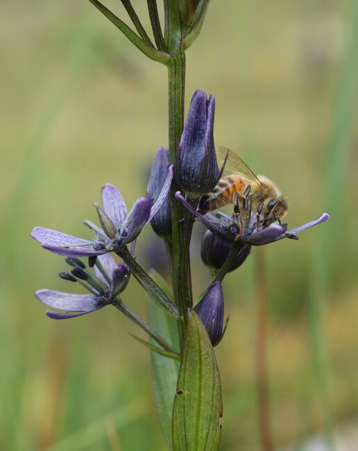 Swertia perennis in Lombardia