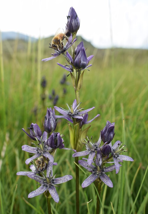 Swertia perennis in Lombardia