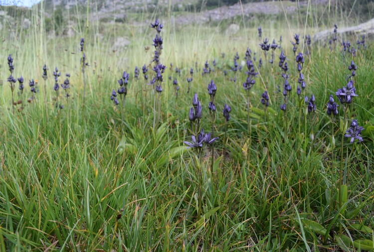 Swertia perennis in Lombardia