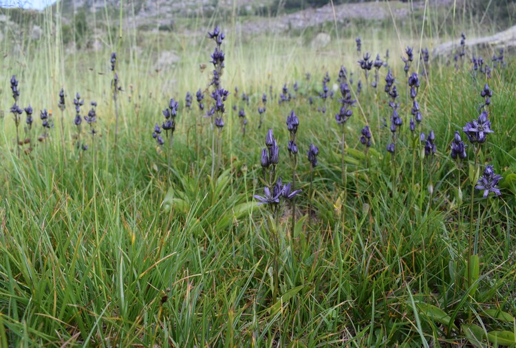 Swertia perennis in Lombardia