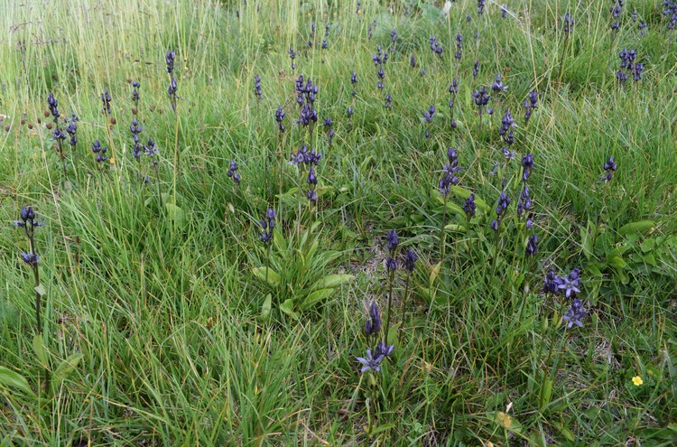 Swertia perennis in Lombardia