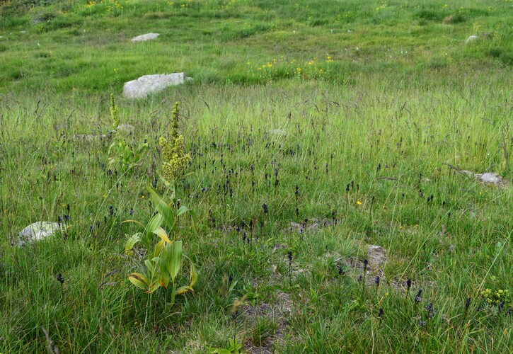 Swertia perennis in Lombardia