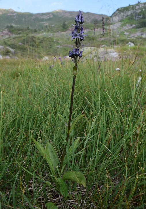 Swertia perennis in Lombardia