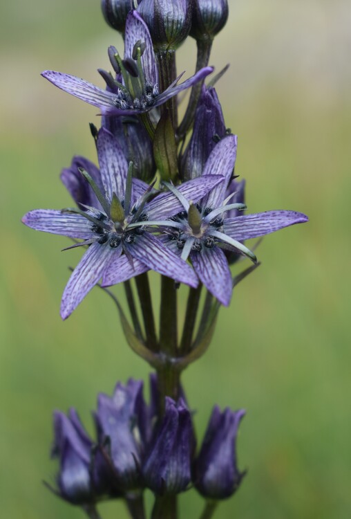 Swertia perennis in Lombardia