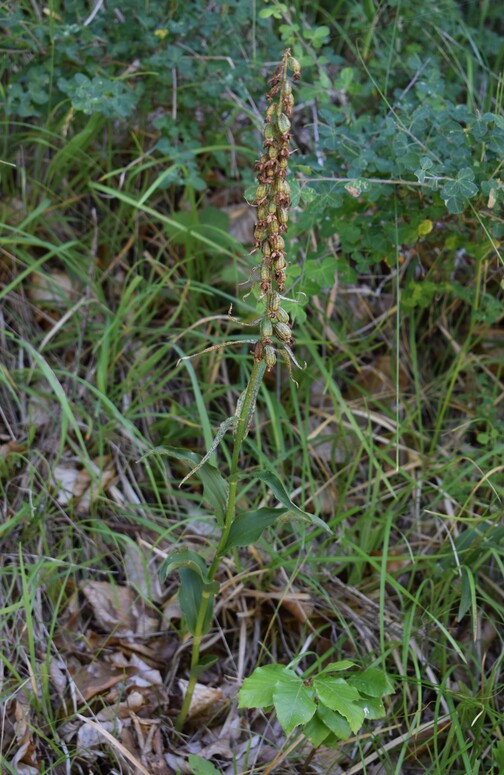 Epipactis dall''Oltrep Pavese