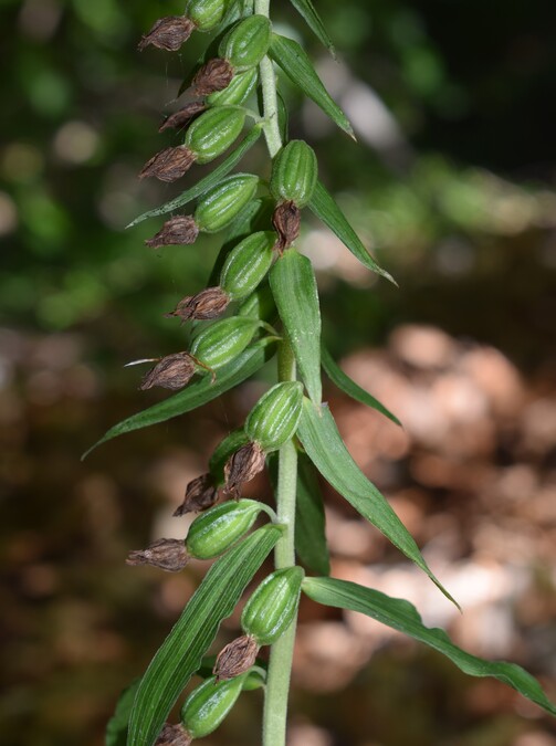 Epipactis dall''Oltrep Pavese