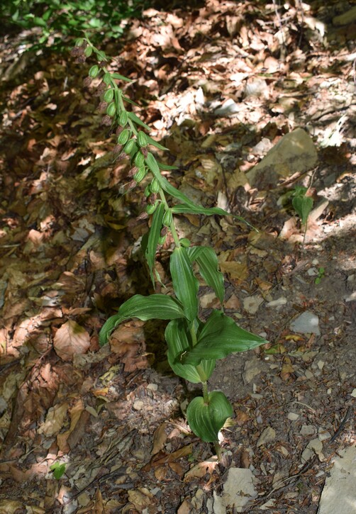 Epipactis dall''Oltrep Pavese