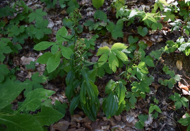 Epipactis dall''Oltrep Pavese