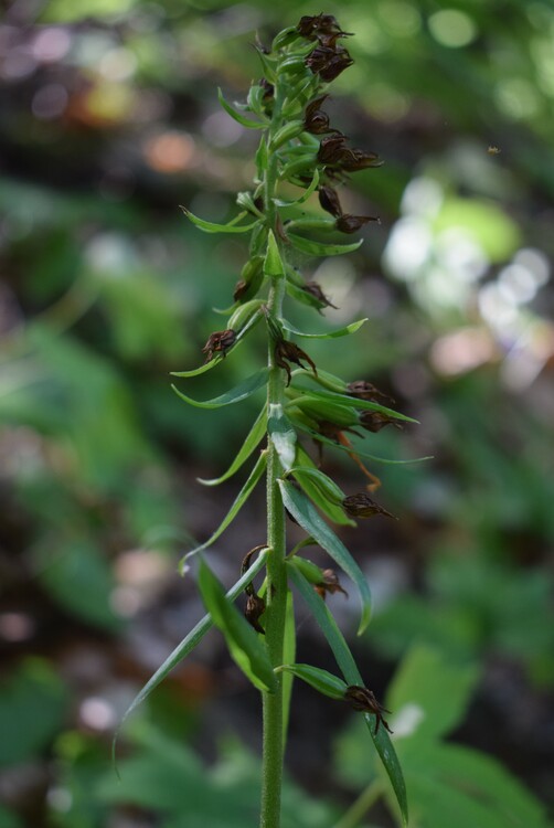 Epipactis dall''Oltrep Pavese