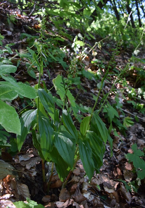 Epipactis dall''Oltrep Pavese