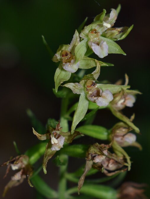 Epipactis dall''Oltrep Pavese