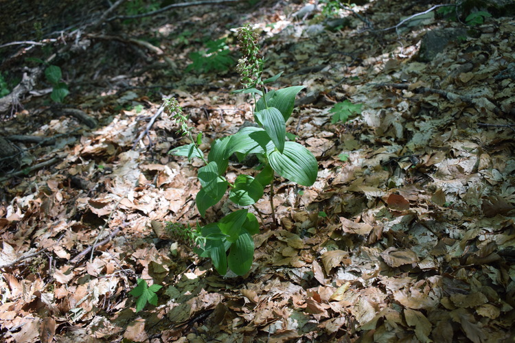 Epipactis dall''Oltrep Pavese