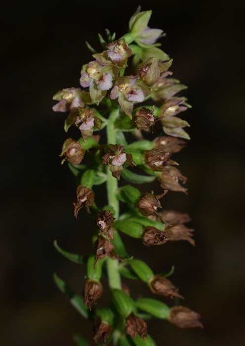 Epipactis dall''Oltrep Pavese