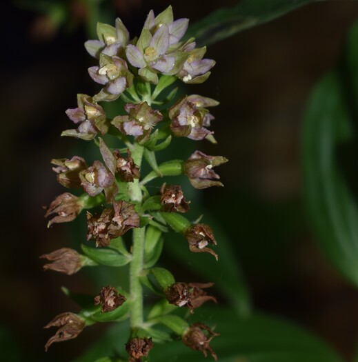 Epipactis dall''Oltrep Pavese