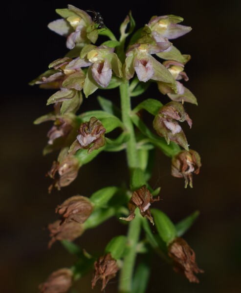 Epipactis dall''Oltrep Pavese