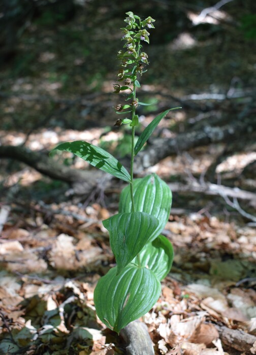 Epipactis dall''Oltrep Pavese