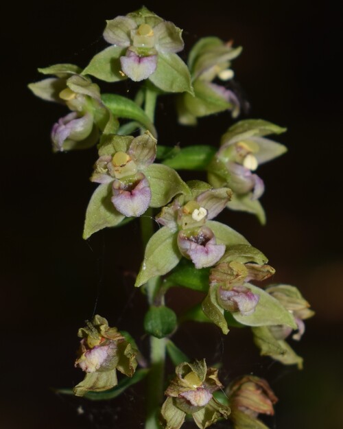 Epipactis dall''Oltrep Pavese