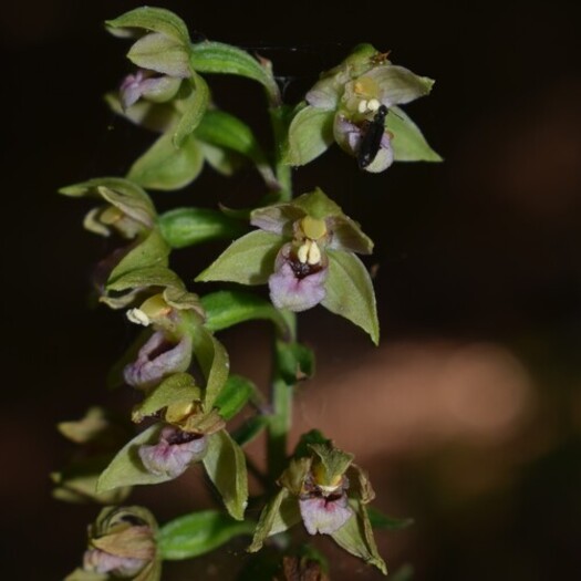 Epipactis dall''Oltrep Pavese