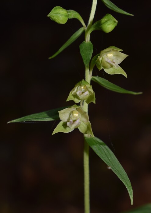 Epipactis dall''Oltrep Pavese