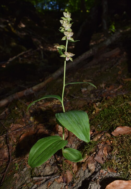 Epipactis dall''Oltrep Pavese