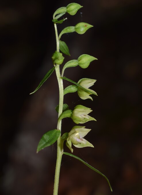 Epipactis dall''Oltrep Pavese