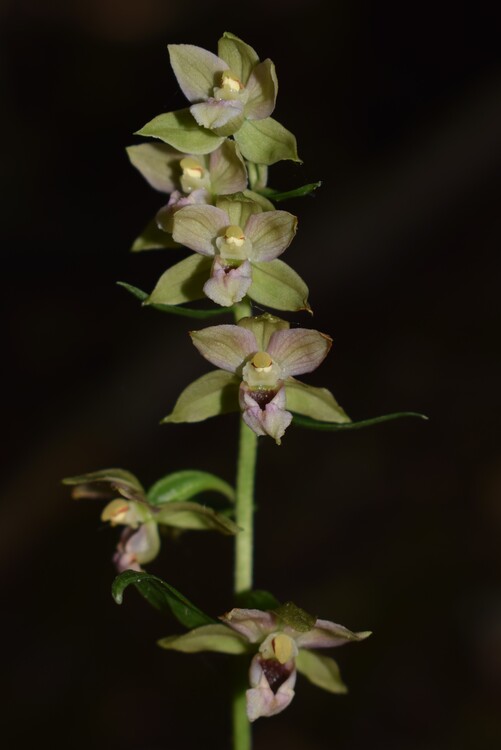 Epipactis dall''Oltrep Pavese