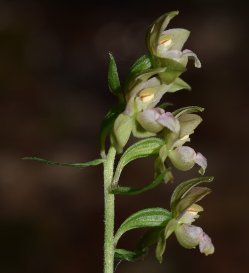 Epipactis dall''Oltrepò Pavese