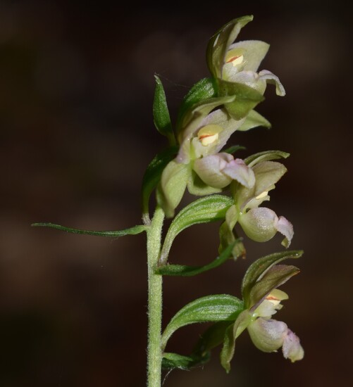 Epipactis dall''Oltrep Pavese