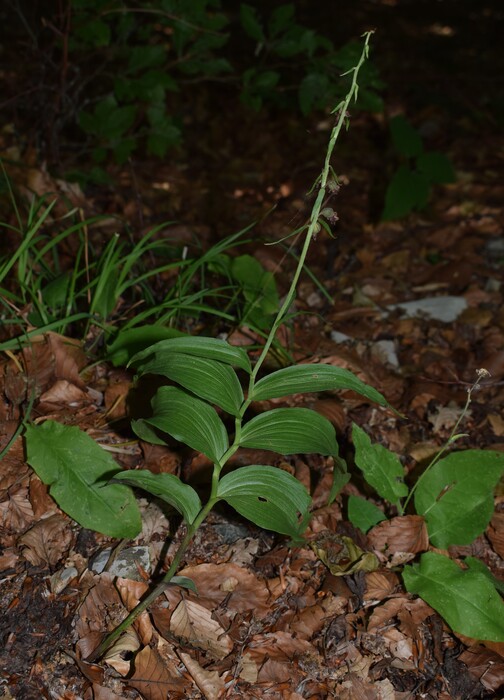 Epipactis dall''Oltrep Pavese