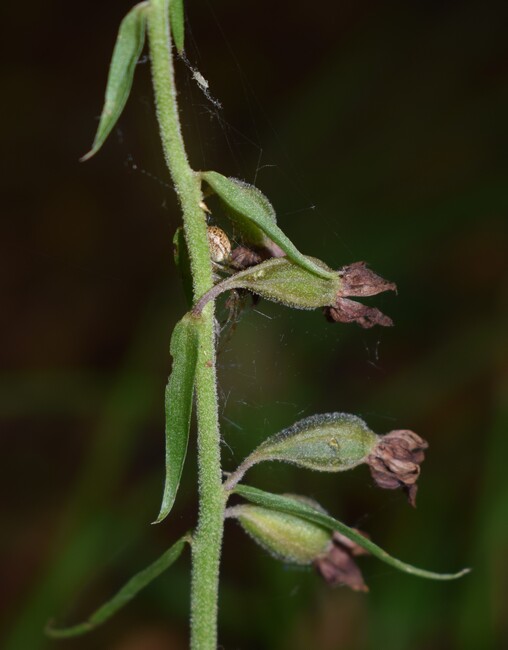 Epipactis dall''Oltrep Pavese