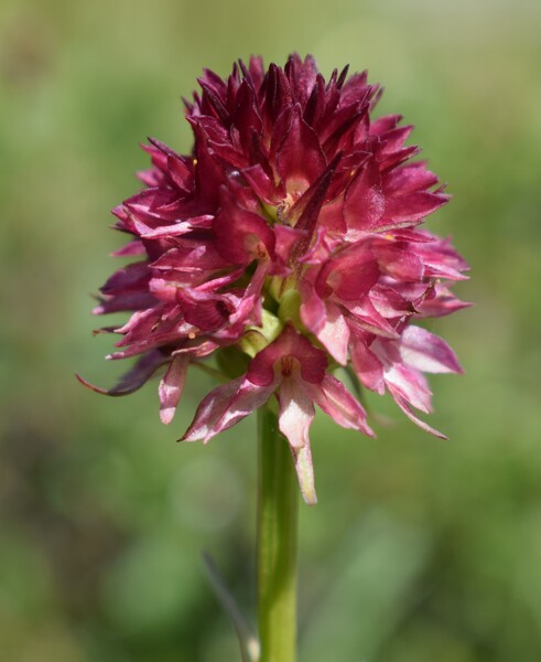 Pian della Nana e le sue fioriture (Dolomiti di Brenta)