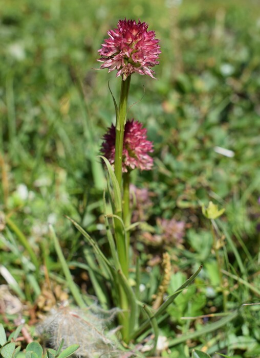 Pian della Nana e le sue fioriture (Dolomiti di Brenta)