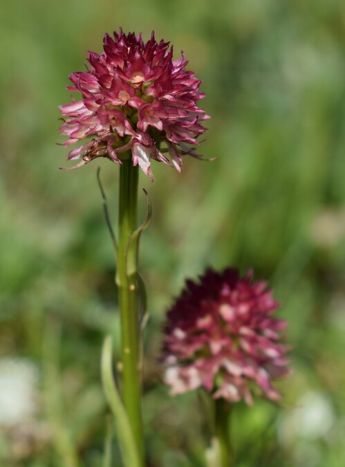 Pian della Nana e le sue fioriture (Dolomiti di Brenta)