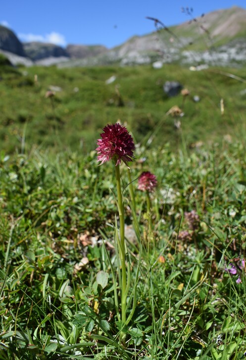 Pian della Nana e le sue fioriture (Dolomiti di Brenta)