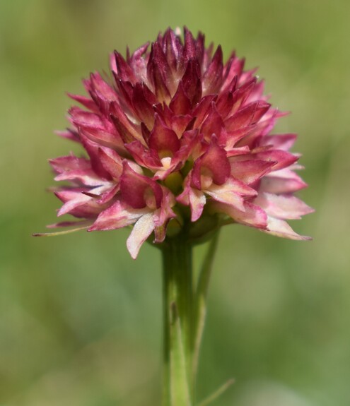Pian della Nana e le sue fioriture (Dolomiti di Brenta)