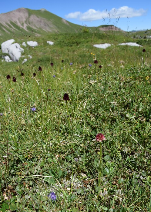 Pian della Nana e le sue fioriture (Dolomiti di Brenta)