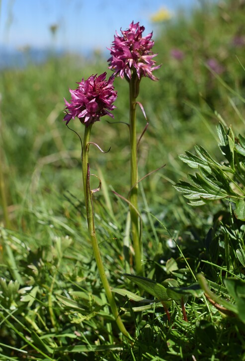 Pian della Nana e le sue fioriture (Dolomiti di Brenta)